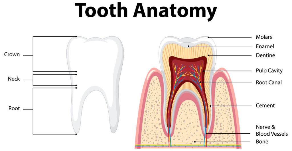 Root canal treatment in Nizampura at Tooth Care Dental Clinic by expert dentist